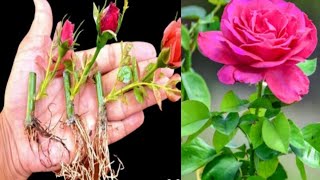 #houtogrowrose#howtogrowlotos#grafting.how to grow cutting for rose
