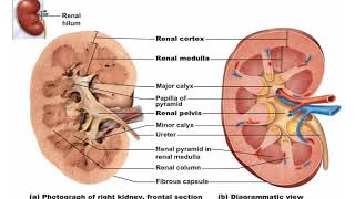 Anatomy and Physiology II: The Urinary System