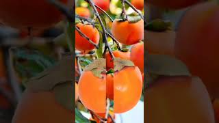 #kaki fruit#shorts #asmr ##satisfying #trending