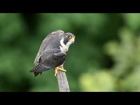 What do you call a baby peregrine falcon?