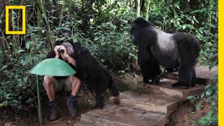 ゴリラの家族に観察される人間 | ナショジオ