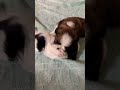 Shitzu puppy fighting #tth #youtubeshorts #shorts #puppy #puppyfight