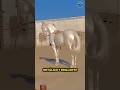 😱😲El caballo MAS HERMOSO Y CARO DEL MUNDO. Akhal-Teke de Turkmenistán. #shorts #animal #viral