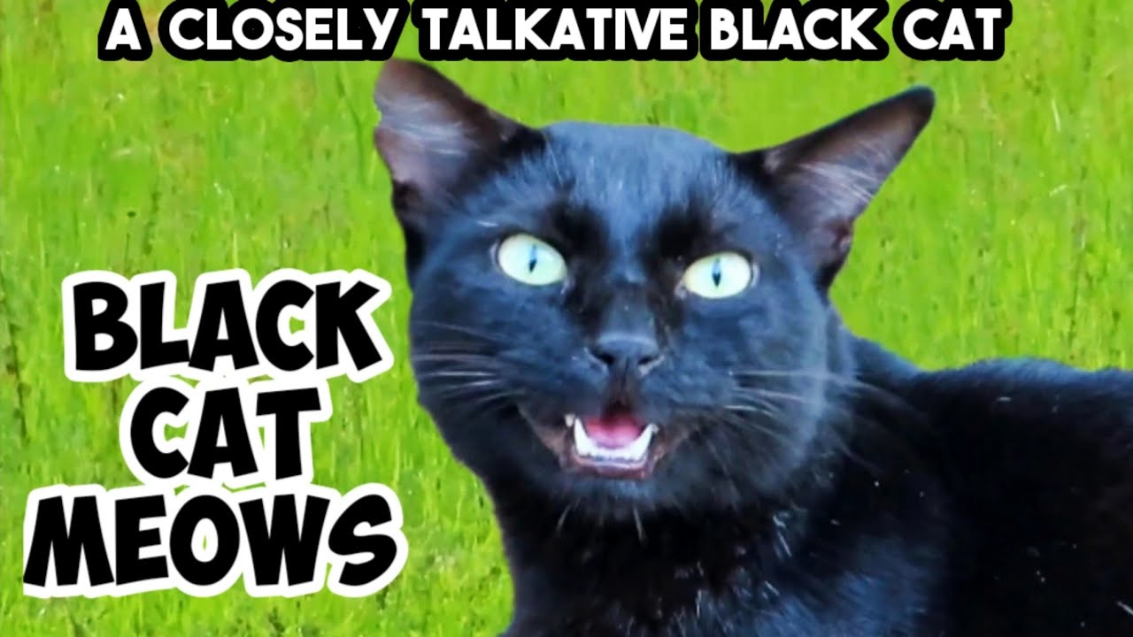 A Very Talkative Friendly Black Cat рџђ Black Cat Meowing Black Cat