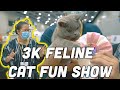 Pertandingan kucing comel | 3K FELINE FUN CAT SHOW 2020 |