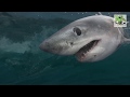 Top 8 Des Attaques De Requins !