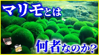 【ゆっくり解説】湖の化物…⁉️「マリモ」とは何者なのか？/何故丸くなる？天然と養殖の違いは？特別天然記念物「毬藻」の謎