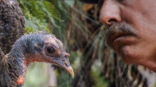 Learning to Speak Turkey | BBC Earth