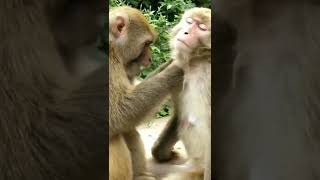 # Monkey Zone bring you all about monkey videos #monkey #animals #thedodo #dodo #saveanimal #shorts