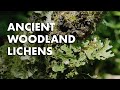 Ancient Woodland Lichens of the Lobarion Community