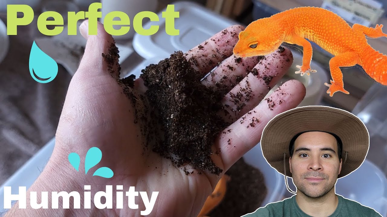 The PERFECT humid hide & lay box mixture | for your LEOPARD GECKO (2022)