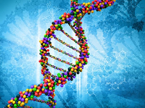 Role of DNA in Protein Synthesis Role of DNA in Protein Synthesis