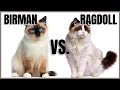 Birman Cat VS. Ragdoll Cat