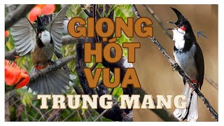 CHÀO MÀO | Trung Mang hót giọng chuẩn cực hay - Bổi nghe là hót T426 || Philip QDNA82