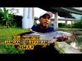 Menjala dapat Keli Monster