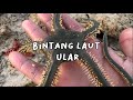 Mencari kerang, bintang laut, bulu babi, siput, gurita,ikan, saat air laut surut