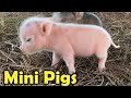 Cute Mini Pigs as Pets - 9 Cutest Facts about Teacup pigs for Kids!