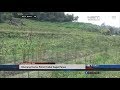 NET. BALI - DISERANG HAMA, PETANI CABAI GAGAL PANEN