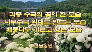 나무수국 외대로 키우기 각종 수국의 꽃