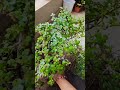 Jade plants are outdoor plants. Rootbound jade plant| root pruning.