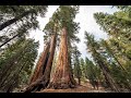 Facts About Tallest Tree On Earth | Redwoods Trees |