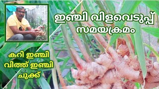 Ginger Harvest at Home| ഇഞ്ചി വിളവെടുപ്പ്|How to grow ginger for seed