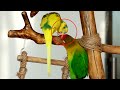 Funny Lovebird Playing and Annoying Budgie!