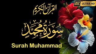 Surah Muhammad | سورةمحمد | THIS WILL TOUCH YOUR HEART إن شاء الله