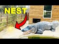 My Alligator Built A Nest!!!