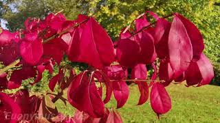 Top 5 Plants for Autumn Colour