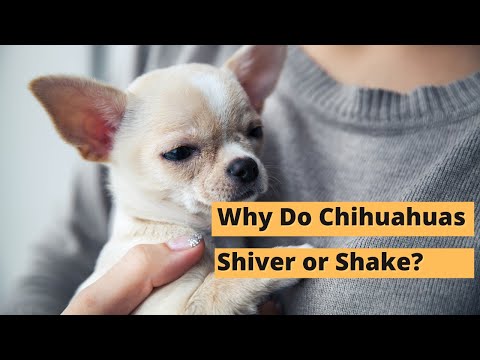 Why does my chug shake?