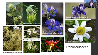 Flora of the Northern Sierra Nevada: Botanical Encounters off the Beaten Path - Speaker Tanya Baxter