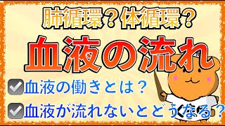 イラストで学ぶ医学！「血液の流れと働きとは？」肺循環と体循環をわかりやすく解説してみた！