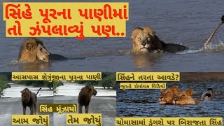 સિંહે પૂરના પાણીમાં તો ઝંપલાવ્યું પણ..//સિંહોને તરતા કેવું આવડે? //અજબ સિકસ્થ સેન્સ #ગીરનાખોળે