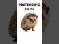 Now a hedgehog Pretending to be a man (hedgehog design by MollyKetty) #trend #meme #oc #hedgehog