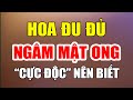 Bác sĩ CẢNH BÁO, HOA ĐU ĐỦ ĐỰC ngâm mật ong CỰC ĐỘC, tuổi già nên biết để dặn dò con cháu