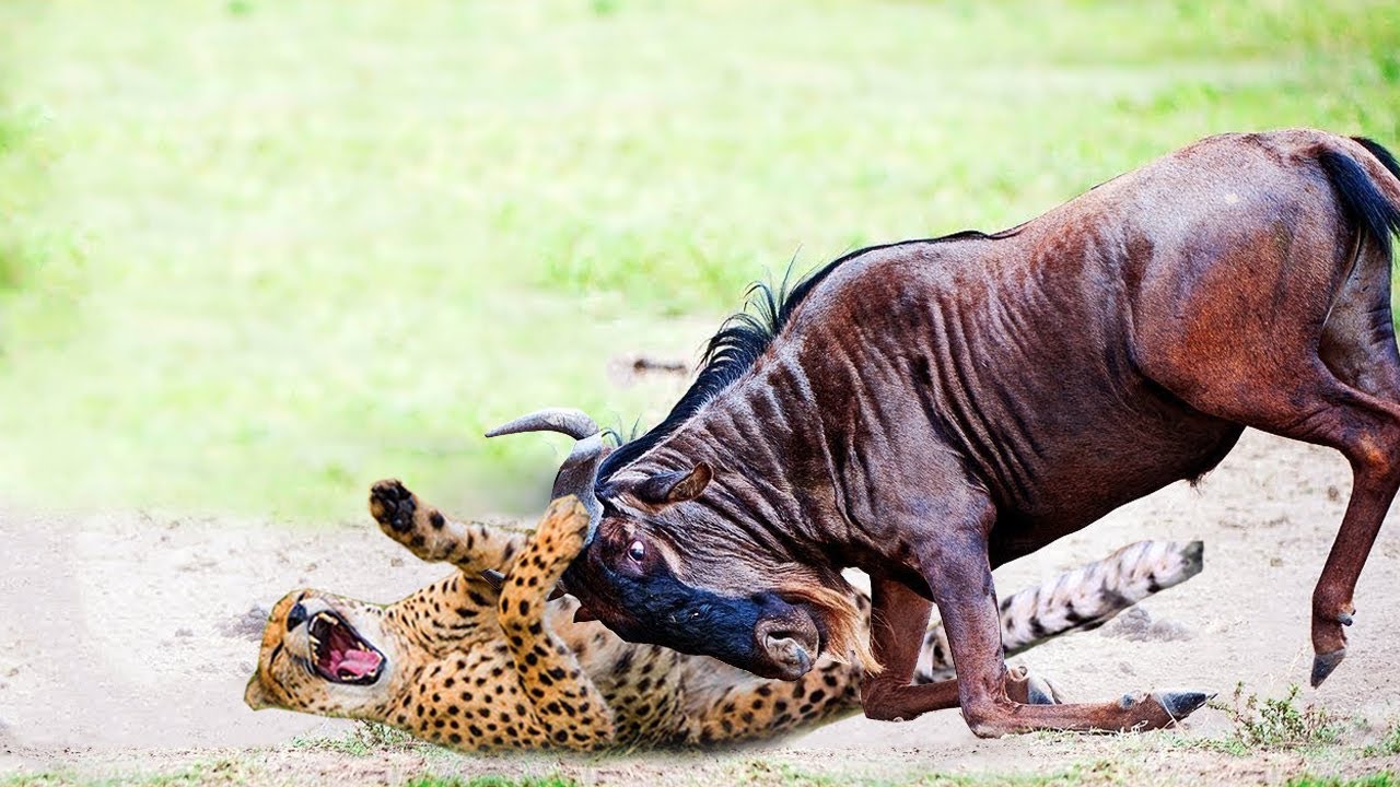 Cheetah panics as he is constantly subjected to Wildebeest's insane out of control oppression