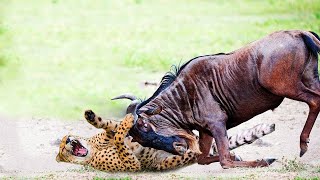Cheetah panics as he is constantly subjected to Wildebeest's insane out of control oppression