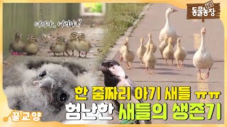 [꿀교양/SUB] 귀여움만으로 이 세상을 살아갈 수 는 없어..! ㅠㅠ 한 줌짜리 아기 새들 생존기 모음! #TV동물농장 #AnimalFarm #SBSstory