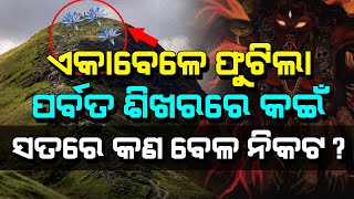 ପର୍ବତ ଶିଖରରେ ଫୁଟିଲା କଇଁ | ମାଳିକା ବଚନ ସତ ହେଲା | Malika Future Prediction | Satya Bhanja