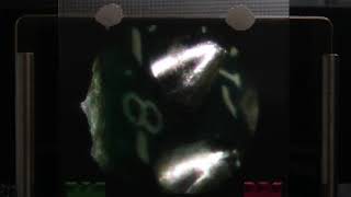 3D Integral Imaging Display from "Robust Depth Estimation for Light Field Microscopy"