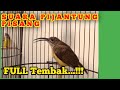 BURUNG PIJANTUNG PISANG BETINA GACOR SUPER JEDA #masteranburung #pijantunggacor #pijantungpisang