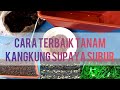 Suburnya kangkung!! Nie cara tanam yang betul di dalam pasu - Little kebun