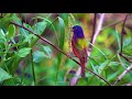 Painted Bunting Eating