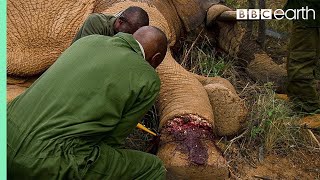 Saving an Elephant from a Deadly Snare | BBC Earth