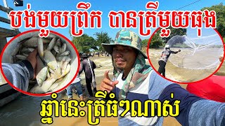 បង់ត្រីមួយព្រឹកបានមួយធុងធំ - ព្រែកសឿឆ្នាំនេះត្រីធំៗណាស់ (11/11/2024)