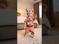 Pet Dance |#Cat #Dance #AdorableAnimals #petdance  #cute #kitten