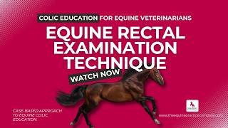 Equine Rectal Examination Technique: Anatomy, Approach and Diagnostic Clues
