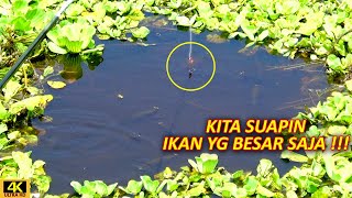 NYUAPIN CACING KE MULUT IKAN !! - MANCING IKAN SEPAT SIAM UMPAN CACING