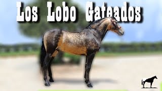 El Pelaje Mas Mexicano De Caballos (Lobo Gateado) ¿Cómo Se Consiguen Y Cuales Son? 🐴-Del Cerro Soy